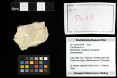 Foto (Objekt + Etiketten) von Cyclothyreus sp. 